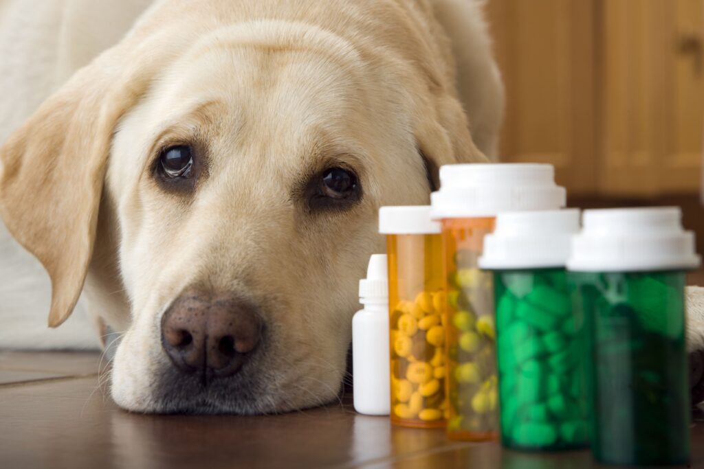 Dog's need for supplements