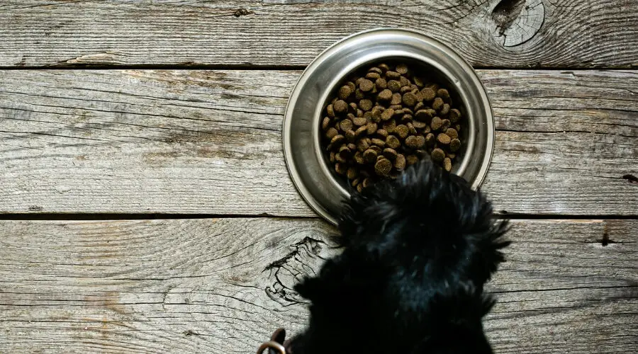 Taste of the Wild, best puppy food
