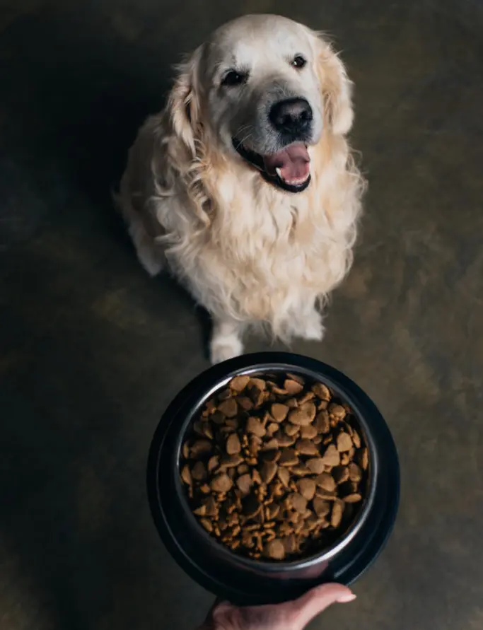 Best ever dog food: Woof Dog food
