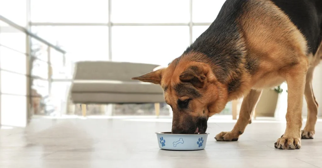 Pedigree food for German shepherds