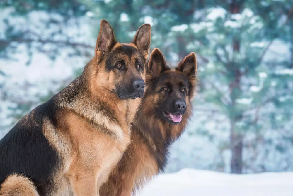 Pedigree food for German shepherds