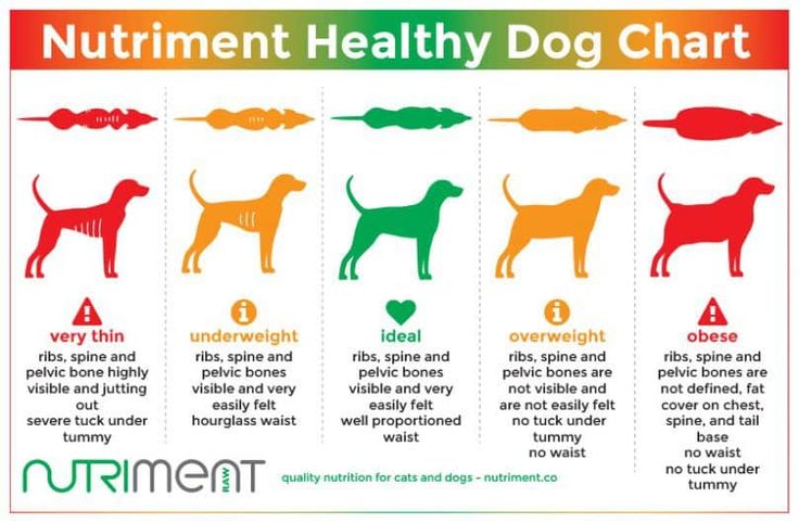 German shepherd feeding chart by weight