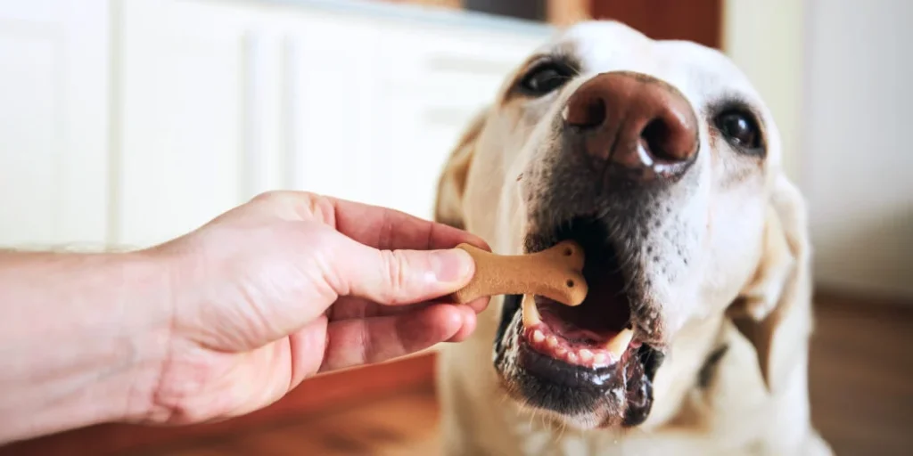 best dog treats 