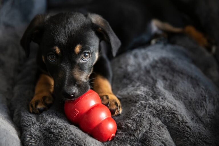 Teething toys for French bulldog puppies