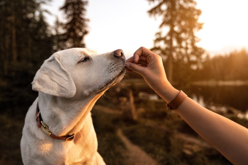 Taste of the Wild best puppy food