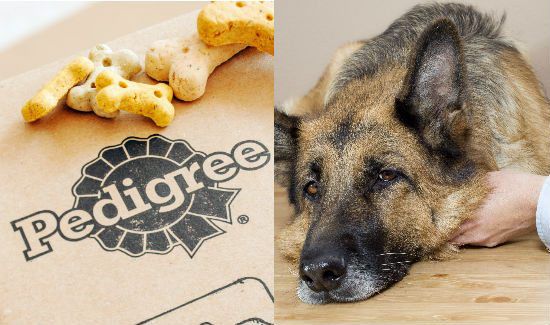 Pedigree food for German shepherds