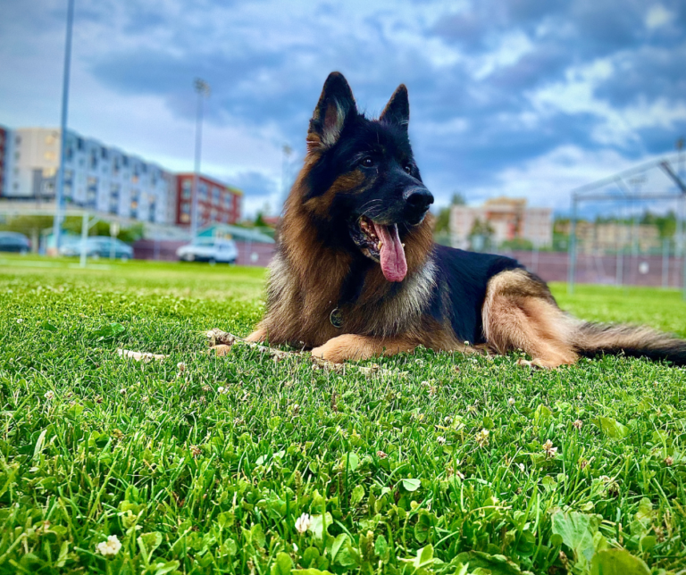 Grain-free dog food German Shepherd