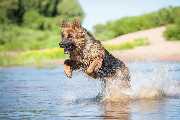 can-German-shepherds-swim